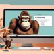 setting up mailchimp account